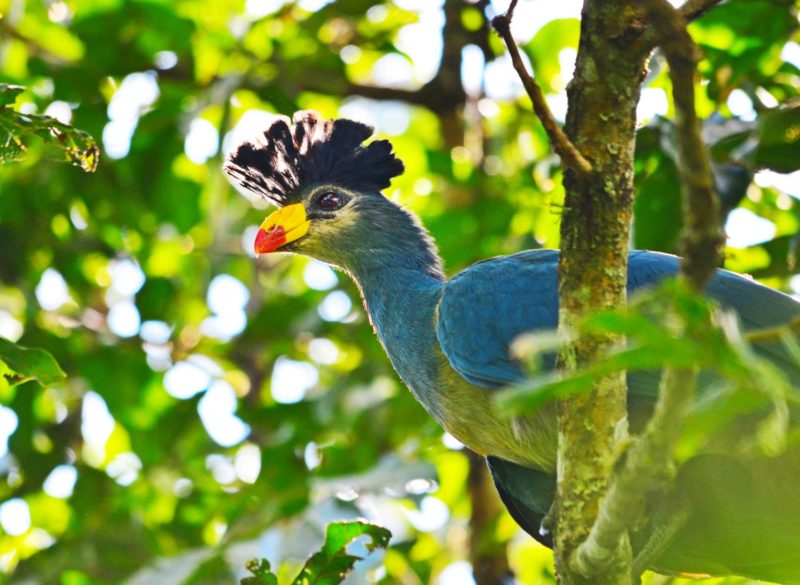 Uganda - 1568 -Uganda - 1568 - Kibale - Primate Lodge - Exotic Bird in the tree