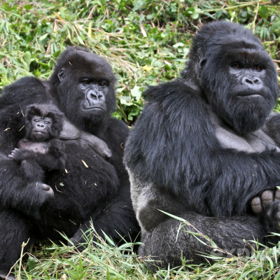 Uganda and Rwanda Ultimate Gorilla Safari