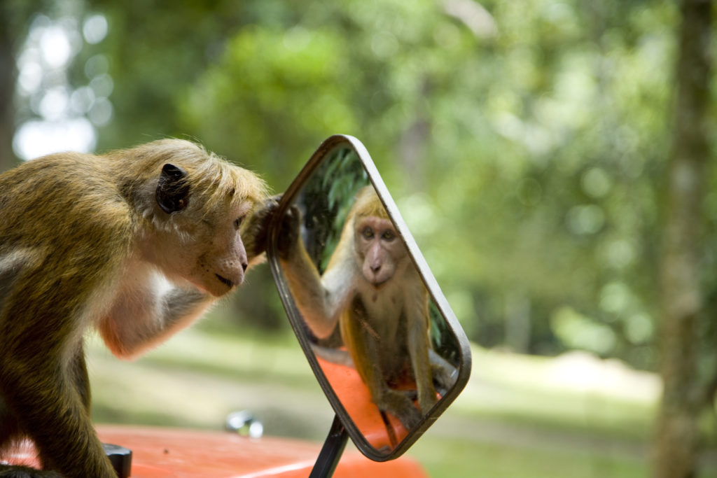 Sri Lanka - 1554 - Monkey in a mirror
