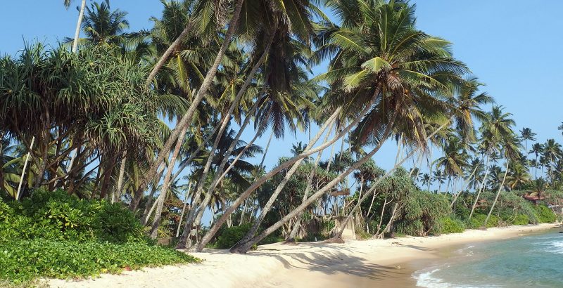 Palm Trees Sri Lanka