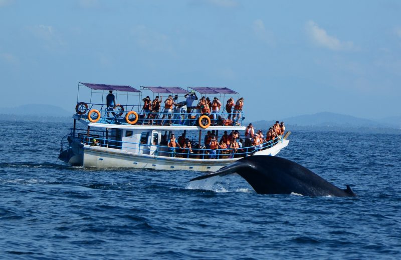 Sri Lanka - 1554 - Whale watching