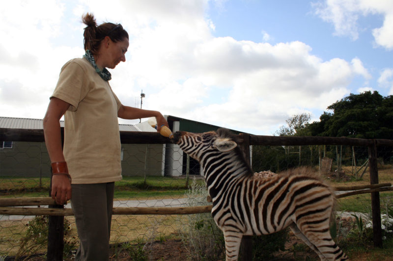 Veterinary Work on South Africa Game Reserve