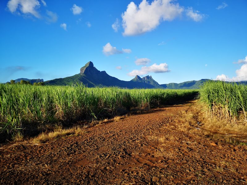 Mauritius Sugarcane Fields