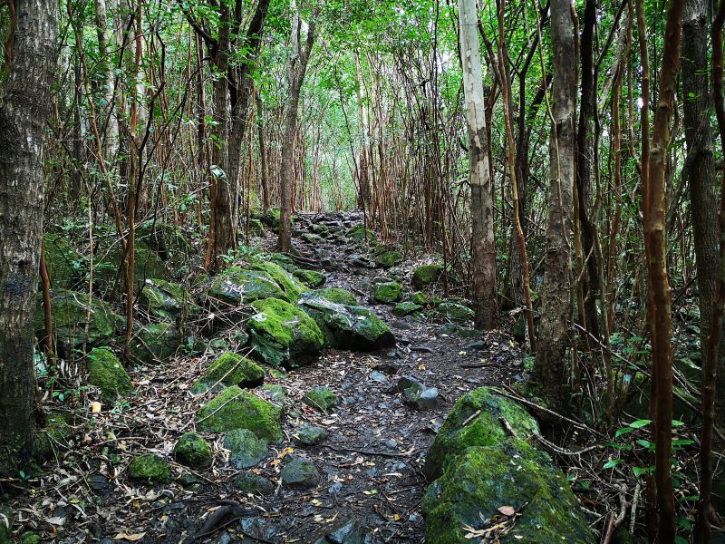 Hiking trail in Black River National Park Mauritius