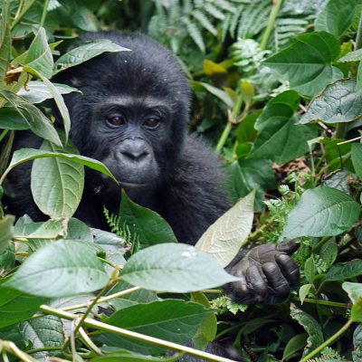 Uganda Private Safari Experience