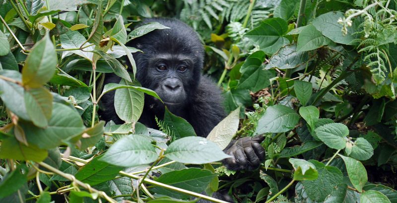 Uganda - 1568 - Bwindi Impenetrable Forest - Buhoma Lodge - Baby Gorilla hiding in the jungle bush