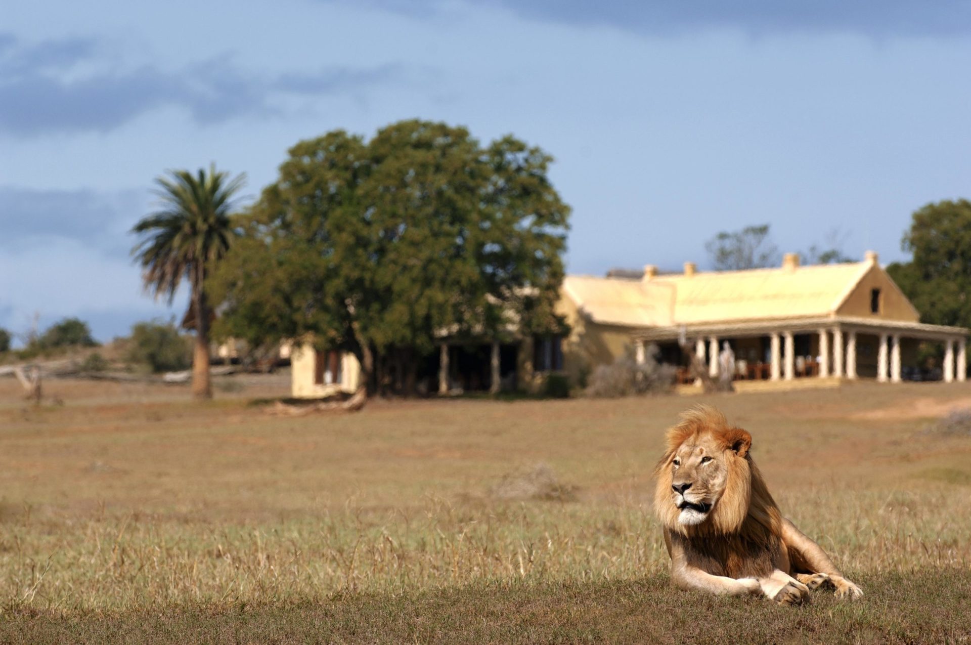 South Africa - Eastern Private Game Reserves - Gorah Elephant Camp - Lion in front of lodge