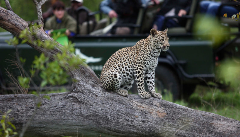 South Africa - andBeyond Phinda Private Game Reserve - Game Drive - Leopard