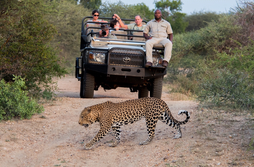 Kapama River Lodge - Safari Experience