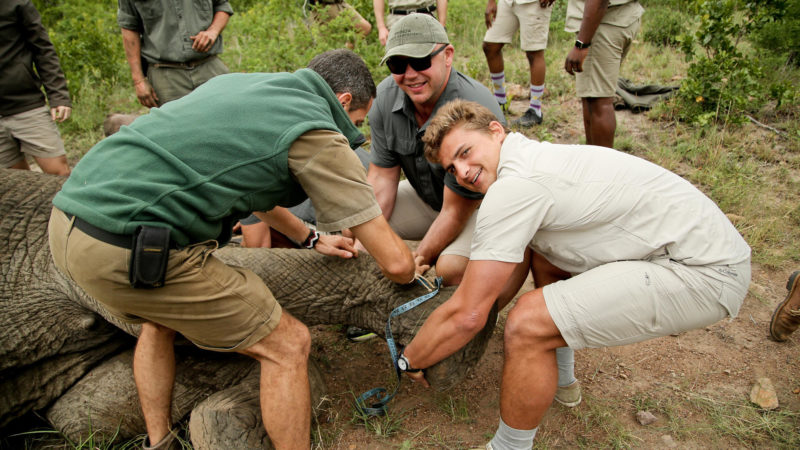 South Africa - andBeyond Phinda Private Game Reserve - Elephant Collaring