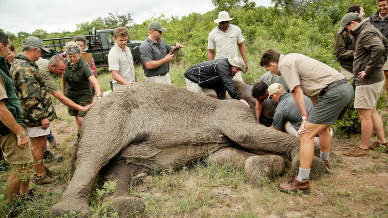 South Africa - andBeyond Phinda Private Game Reserve - Elephant conservation