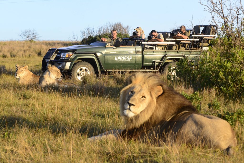 South Africa - Eastern Private Game Reserve - Kariega Homestead - Game drive lion experience