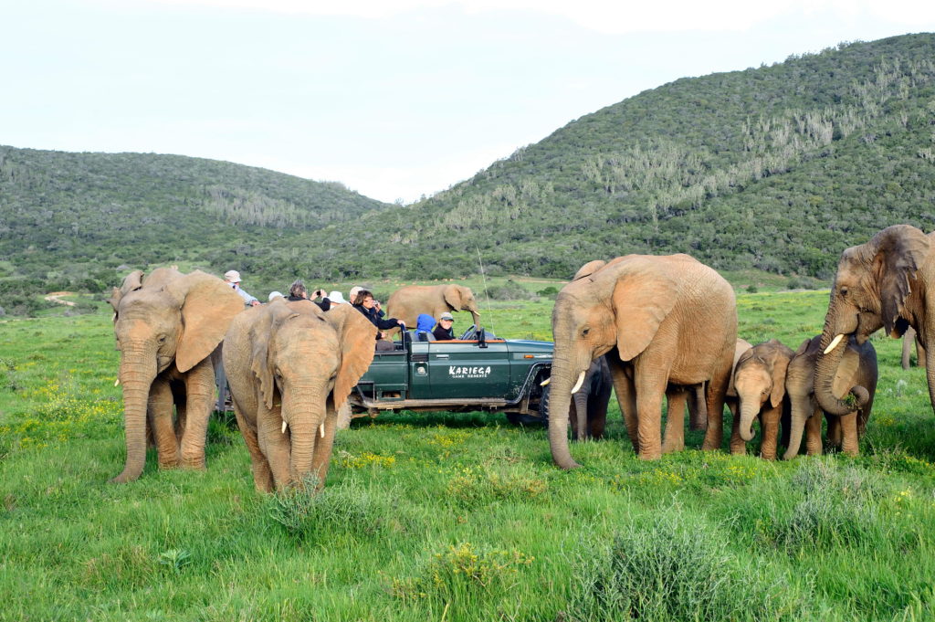 Kariega Main Lodge - Safari Elephants