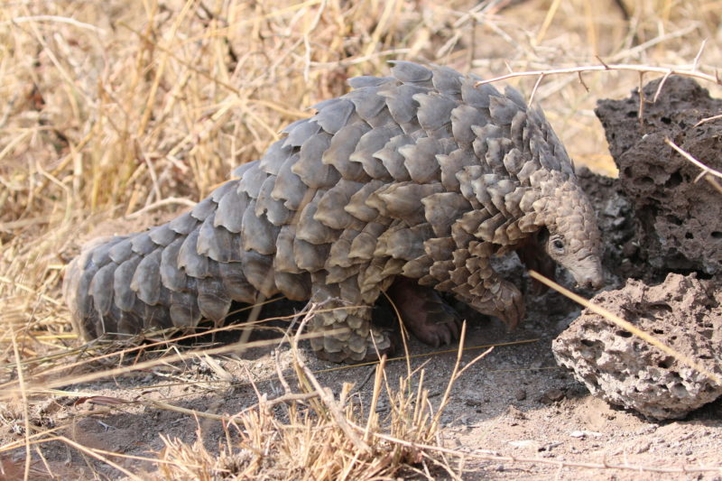 South Africa - andBeyond Phinda Private Game Reserve - Pangolins