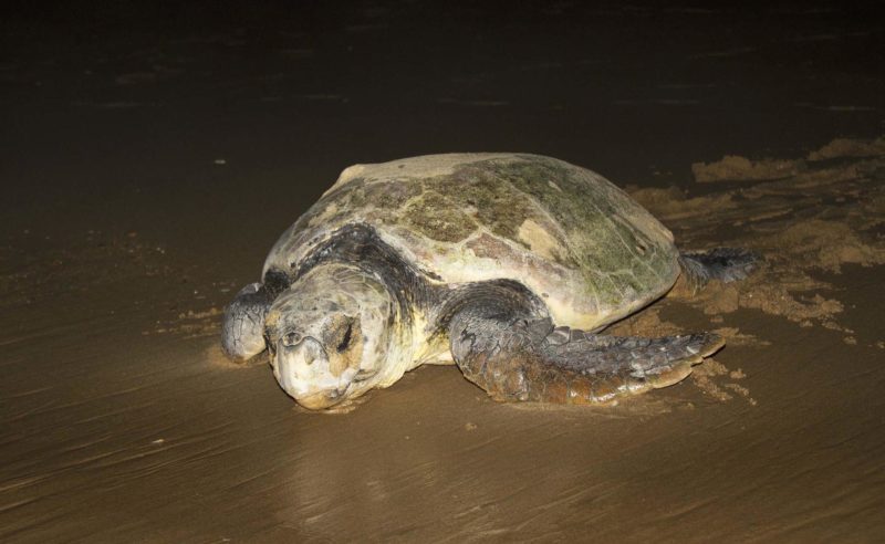 South Africa - andBeyond Phinda Private Game Reserve - Turtle nesting arrival