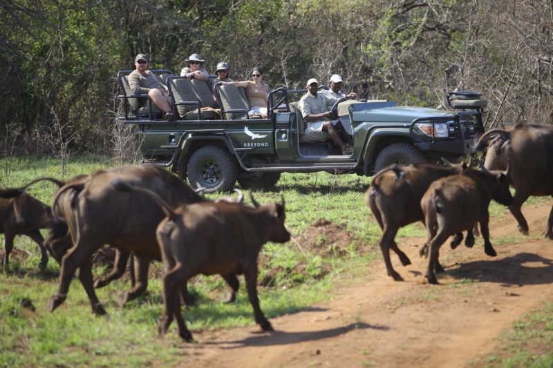 South Africa - andBeyond Phinda Private Game Reserve - Game Drive Buffalo's