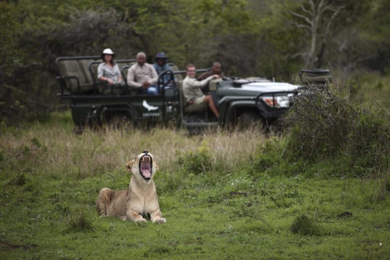 South Africar - andBeyond Phinda Private Game Reserve - Game drive - Lion yawning