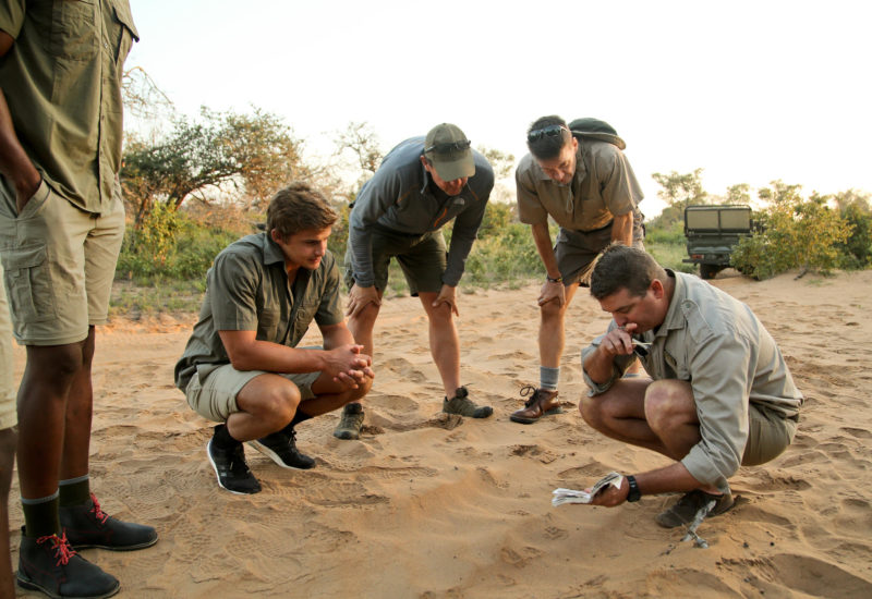 South Africa - andBeyond Phinda Private Game Reserve - Safari Walk - Track marks