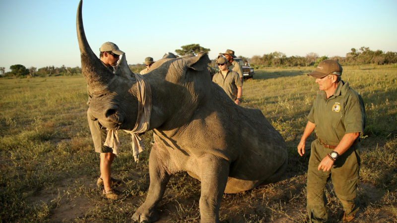 South Africa - andBeyond Phinda Private Game Reserve - Rhino conservation