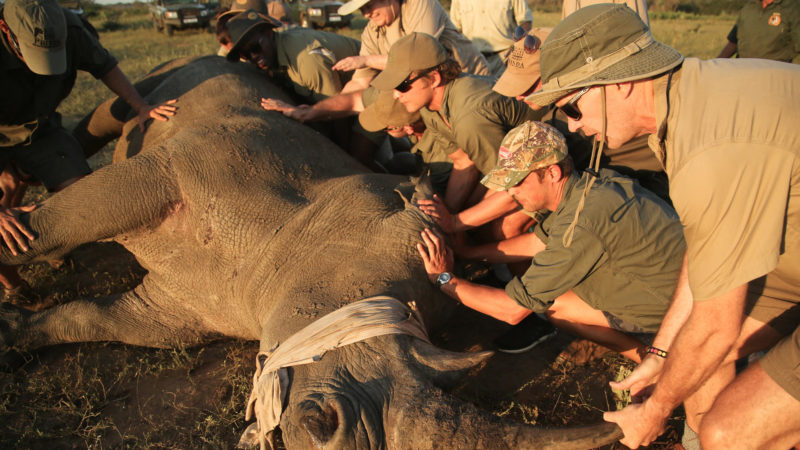 South Africa - andBeyond Phinda Private Game Reserve - Rhino conservation