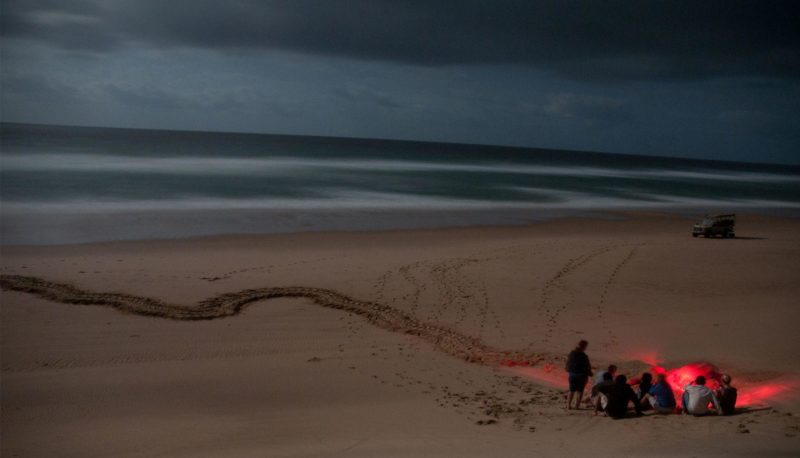 South Africa - andBeyond Phinda Private Game Reserve - Turtle nesting tracks