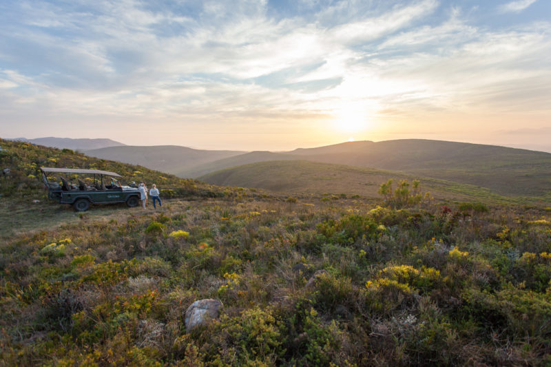 South Africa - Hermanus - Grootbos Forest Lodge - Wildlife experience and flower safari