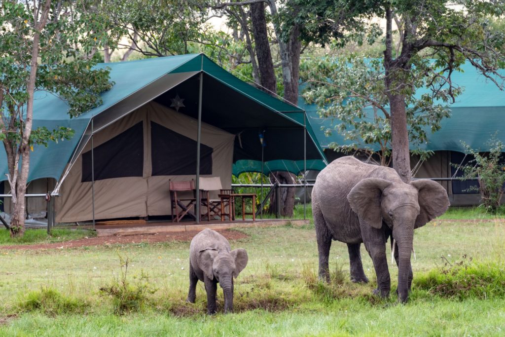 Kenya - Masai Mara National Reserve - 12890 - Elephants near Camp