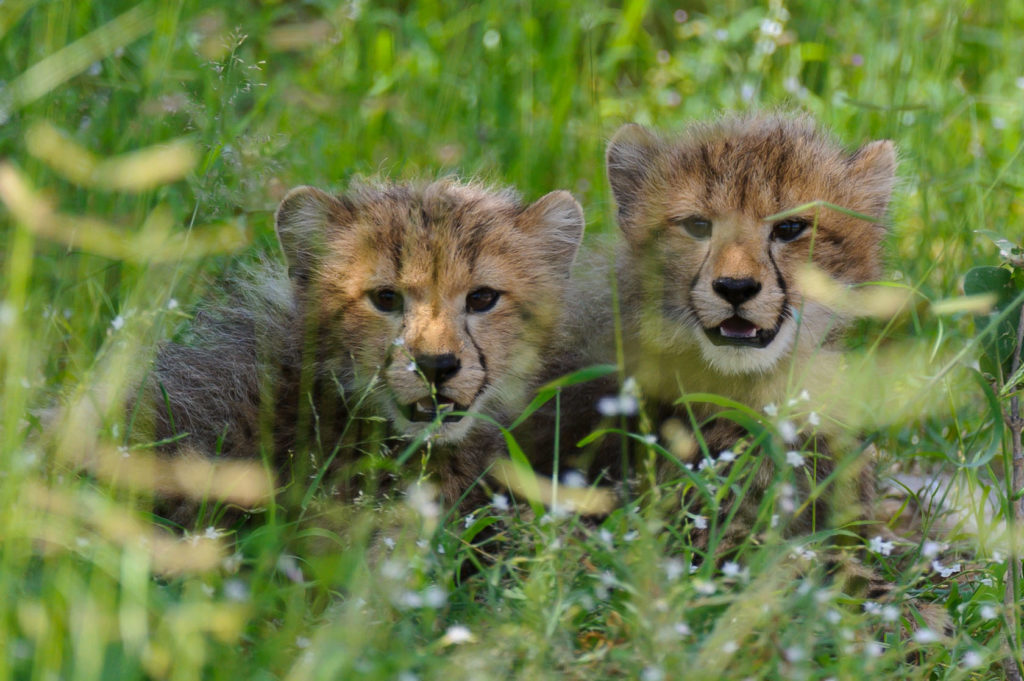 Botswana - Okavango Delta - Chitabe Camp - Cheetah Cubs