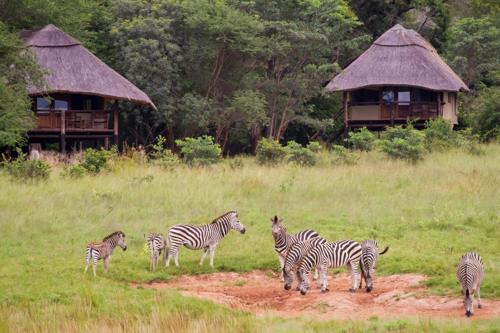 Ivory Lodge Hwange Zimbabwe Zebra Close to Lodge