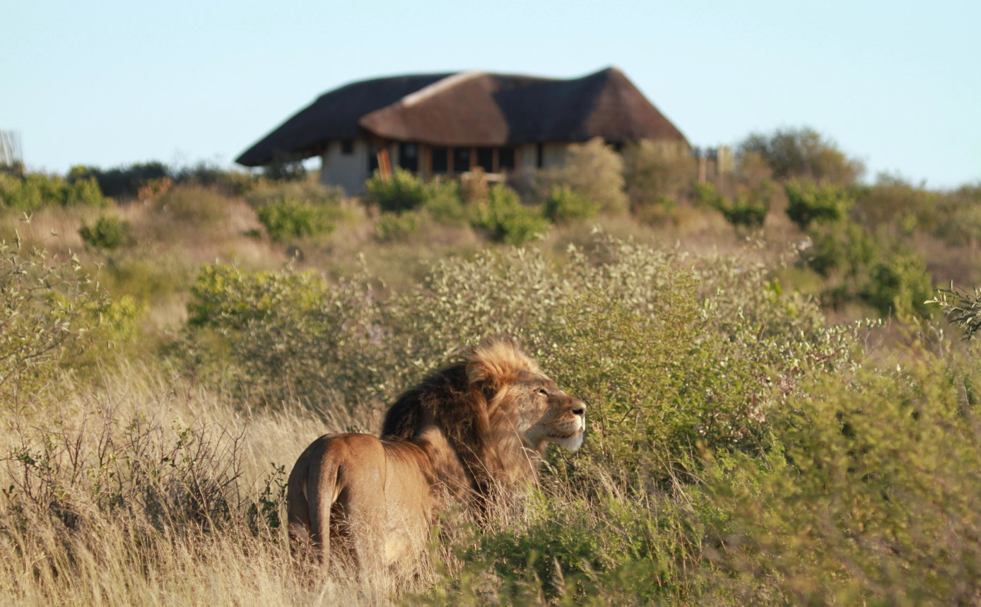 Botswana - Central Kalahari Game Reserve - 1553 - Kwando Tau Pan Camp Lion