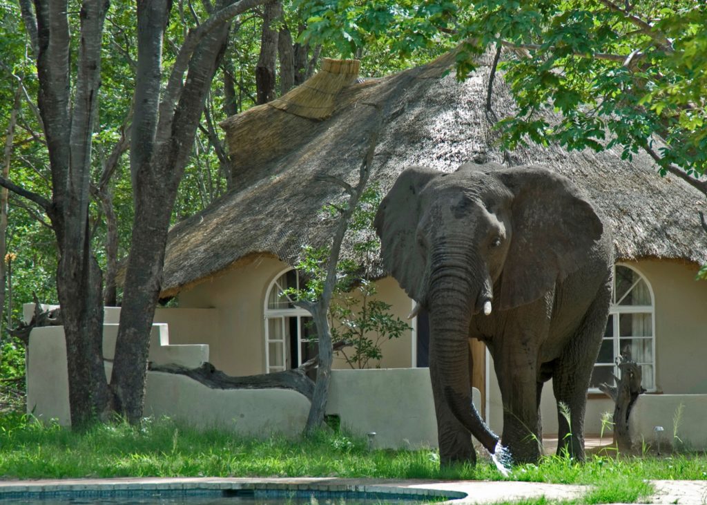 Sable Sands Hwange Zimbabwe Elephant near accommodation