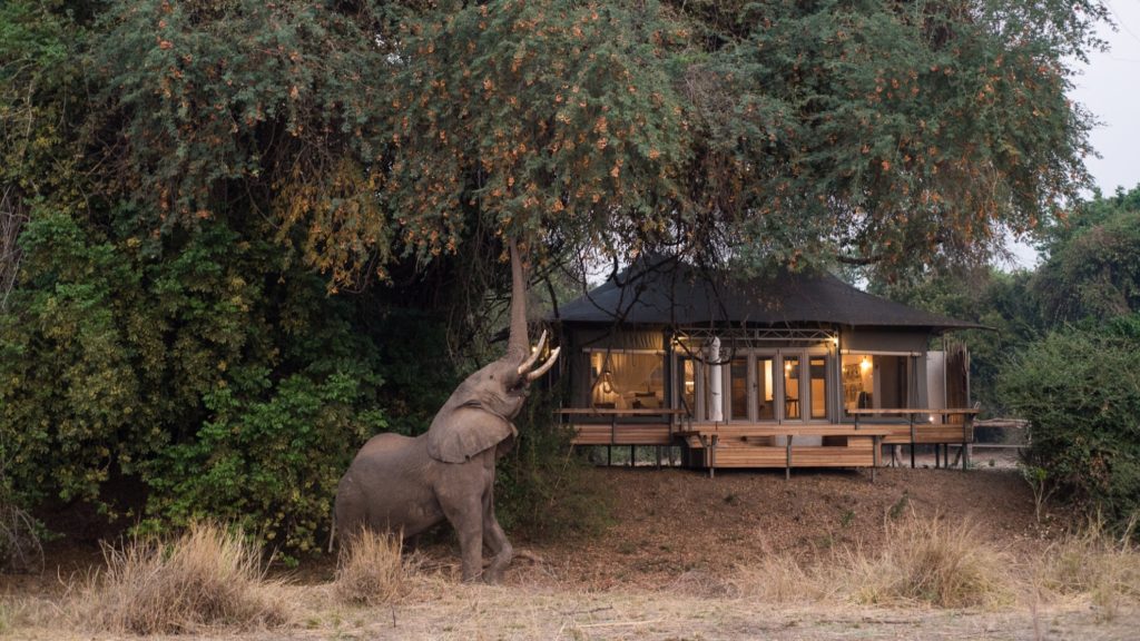 chikwenya_wildlife_elephant eating fruit in front of camp