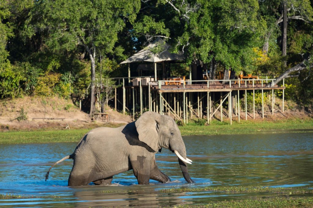 Zambia - South Luangwa National Park - 1564 - Elephant close to camp