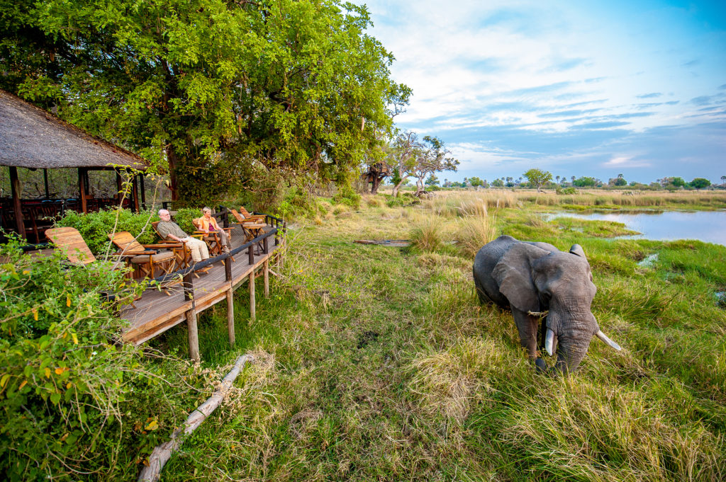 Botswana - Moremi Game Reserve - 1553 - Elephant passing the camp
