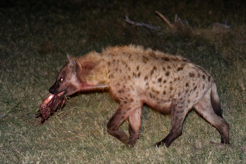 Botswana - Linyanti Concessions - Duma Tau Camp - Hyena Sighting