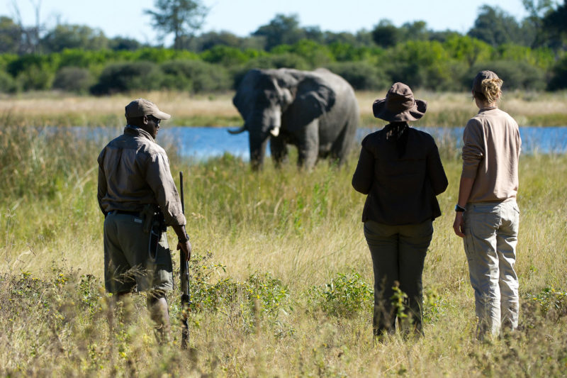 Botswana - Linyanti Concessions - Duma Tau Camp - Nature walks - Elephant sighting