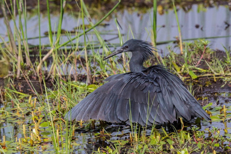 Botswana - Linyanti Concessions - Duma Tau Camp - Birding