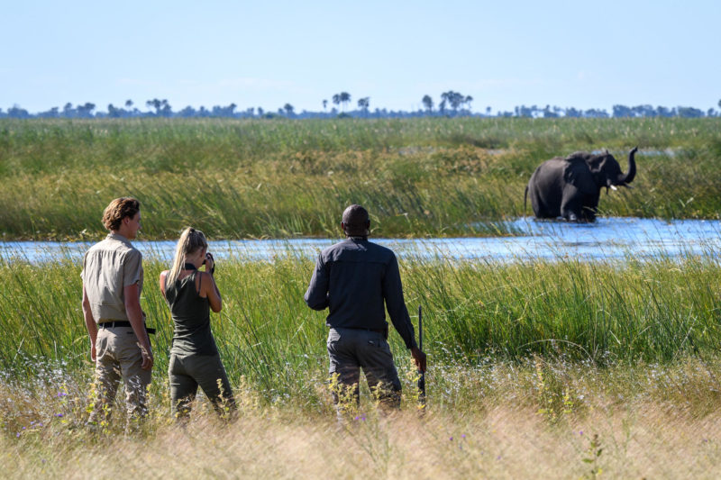 Botswana - Linyanti Concessions - Duma Tau Camp - Safari walk elephant sighting