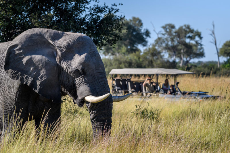 Botswana - Linyanti Concessions - Duma Tau Camp - Elephant sighting