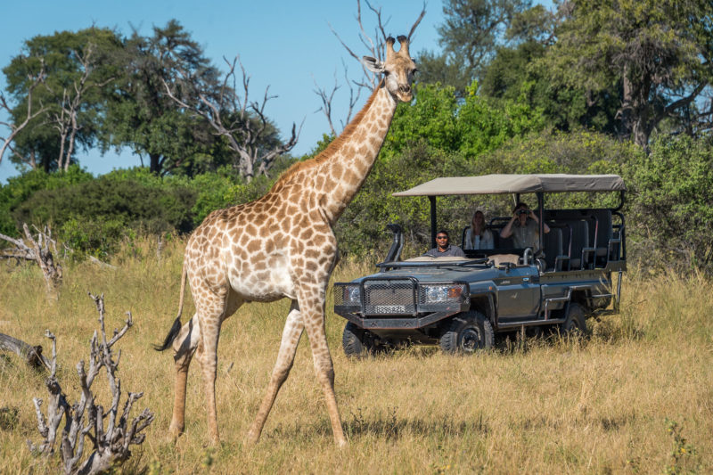 Botswana - Linyanti Concessions - Duma Tau Camp - Giraffe Sighting