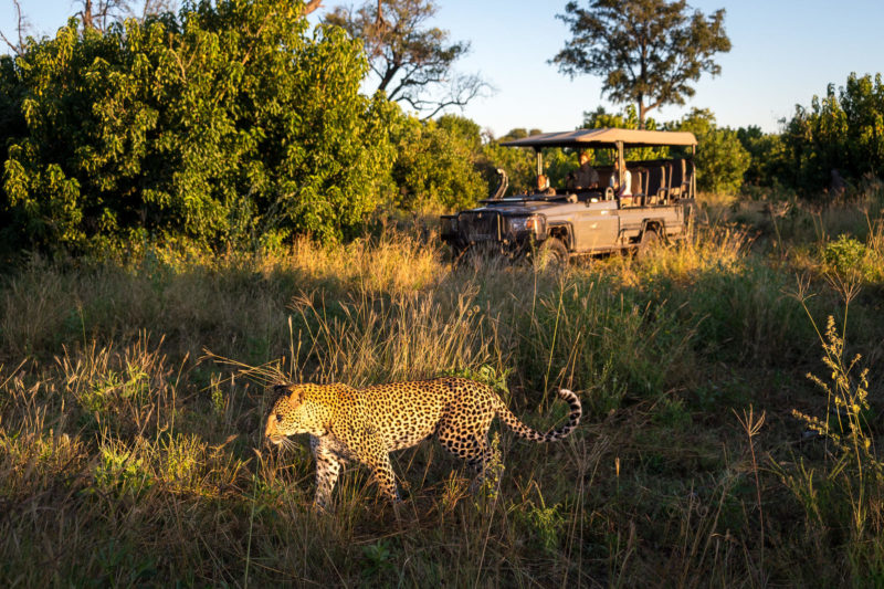 Botswana - Linyanti Concessions - Duma Tau Camp - Leopard Sighting
