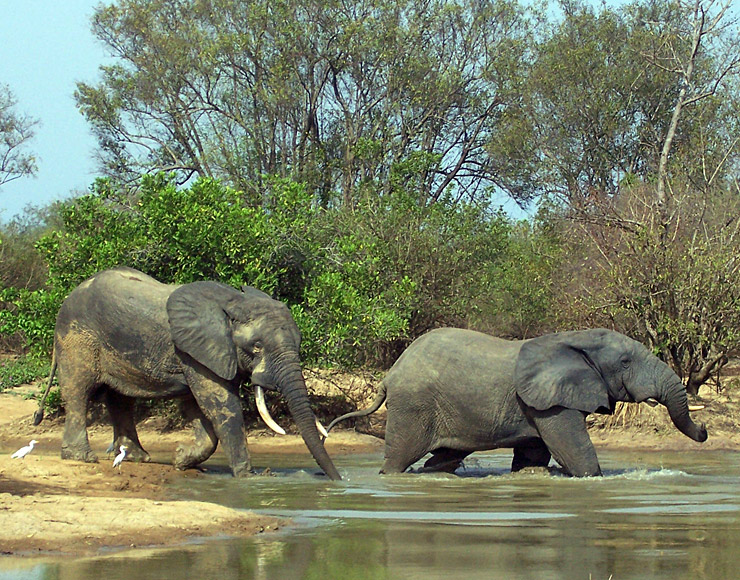 Elephants at Mole National Park Ghana