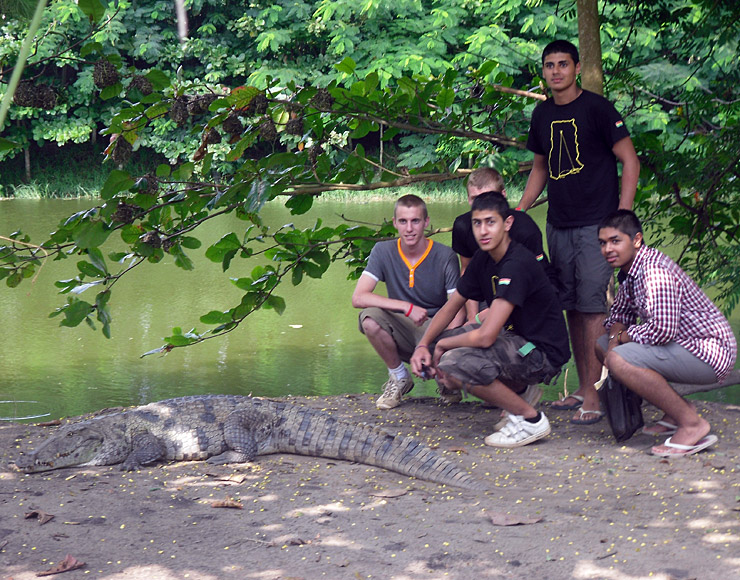 Crocodiles at Mole National Park Ghana