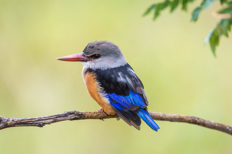 Botswana - Linyanti Concessions - Duma Tau Camp - Birding