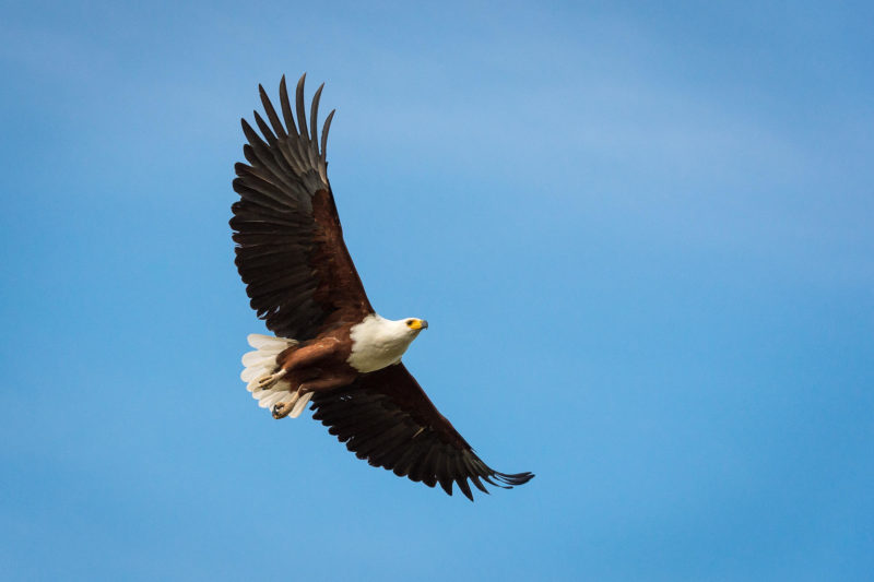 Botswana - Linyanti Concessions - Duma Tau Camp - Birding