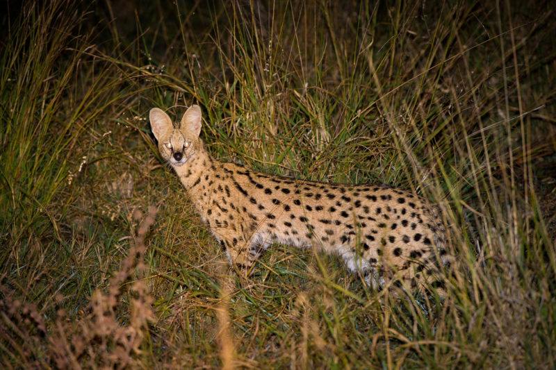 Botswana - Linyanti Concessions - Duma Tau Camp - Night Game Drive - wildlife sighting