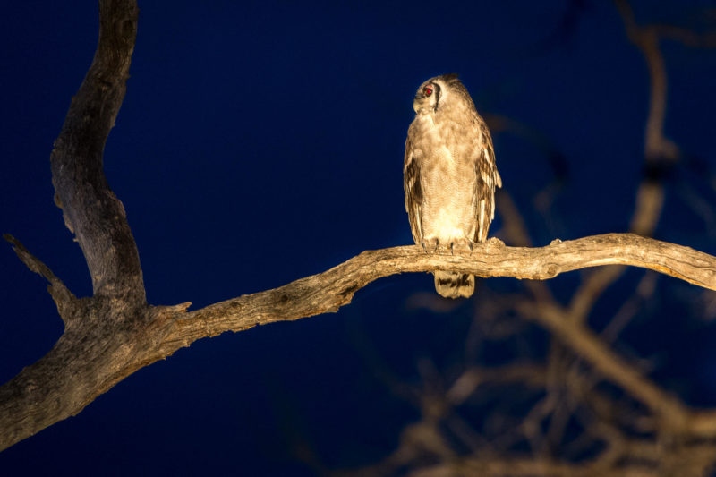 Botswana - Linyanti Concessions - Duma Tau Camp - Night drive