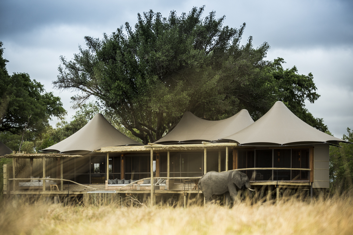 Botswana - Moremi Game Reserve - 1553 - Little Mombo elephant outside camp