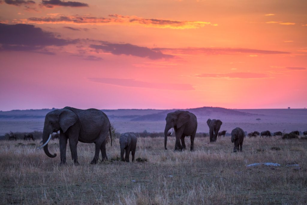Kenya - Masai Mara - 12890 - Elephants at Sunset