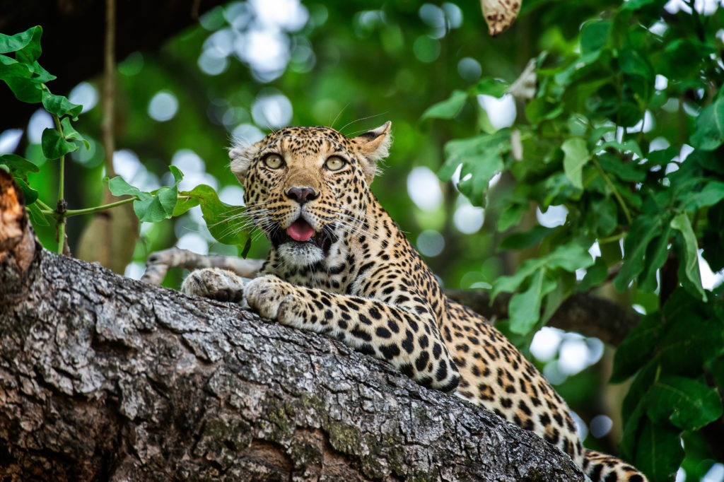 Botswana - Moremi Game Reserve - Xigera Safari Lodge - Leopard in a tree